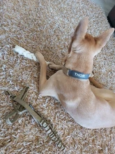 Collar táctico para perro, conjunto de correa ajustable para mascotas, entrenamiento militar al aire libre, caza, liberación rápida, perros medianos y grandes, Pastor Alemán