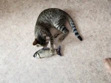 Doll-Pillow Cat-Toy Cat Mint Simulation-Fish Grass-Carp Funny New Pet-Molar