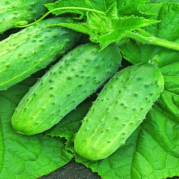 

Cucumber seeds. Competitor