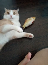 Pet Soft Plush Creative 3D Carp Fish Shape Cat Toy Gifts Catnip Fish Stuffed Pillow Doll