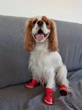 Shoes Dog-Snow-Boots Puppy Small-Dogs Chihuahua Waterproof Pet-Dog Winter for Warm Fleece