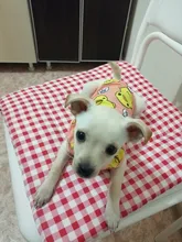 Camiseta de malla para gatos y cachorros, ropa bonita para mascotas, camiseta de dibujos animados de pato, chalecos informales para XS-XXL pequeñas