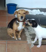 Id-Collar Pendant-Supplies Pet-Name-Tag Customized Dog Metal Personalized Engraving Puppy