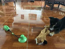 Pet Dog Toys Silicon Suction Cup Tug dog toy Dogs Push Ball Toy Pet Tooth Cleaning Dog