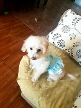 Dress Pet-Clothing Puppy-Cat-Dresses Chihuahua Princess Yorkshire Dogs Small Medium 