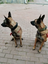 Collar táctico militar ajustable para perro, collares para perro y mascotas, correa de Control, Asa de entrenamiento, Collar de Gato para perros pequeños y grandes