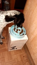 Bowl Slow-Feeder Dishes Puppy Anti-Choke Eating Pet-Dog-Cat Bloat Anti-Gulping