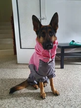 Mono impermeable para perro mascota, ropa impermeable para exteriores, mono con capucha para perros pequeños y grandes, capa impermeable, Bulldog francés