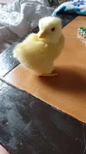 Polluelo de peluche de imitación para niños, Animal de peluche realista de juguete, modelo de pollo cognitivo, pollo de sonido, regalo de Pascua, juguete blando para niños