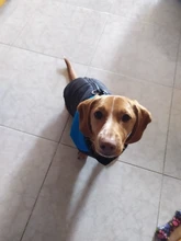 8 Size S-5XL Winter Dog Clothes For Pet Waterproof Warm Large Dog Vest Cat Puppy Dog