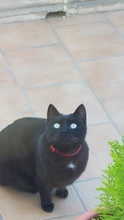 Colgante de campana de lentejuelas de nailon de colores collar ajustable para perro y gato, collar para cachorro y gatito con hebilla, accesorios para gatos, suministros para mascotas, 1 ud.