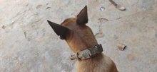 Leash-Set Training-Supplies Pets Pet-Dog German Shepherd Tactical-Collar Dogs Quick-Release