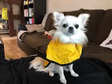 Jumpsuit Hoodies Pet-Coat Rain-Jacket Reflective French-Bulldog-S-2xl Waterproof Medium