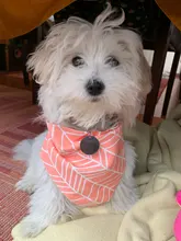 Pañuelo para perro, accesorios para perro, dibujo de fruta, piña, algodón, a cuadros, lavable, babero para perro y gato