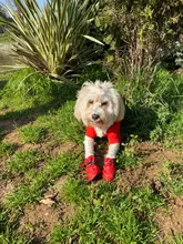 Zapatos para perros antideslizantes, botas de nieve impermeables para lluvia, calzado grueso y cálido para gatos pequeños, calcetines para cachorros, 1 Juego