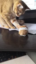 Nuevo 1PC juguete bonito para gato de peluche de felpa de juguete de la circulación ratón gatitos y mascotas divertido movimiento rata poco interactivo mordida juguete