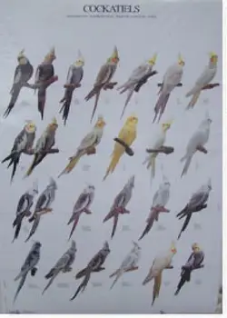 

POSTERS and LAMINAS NINFAS - COCKATIELS