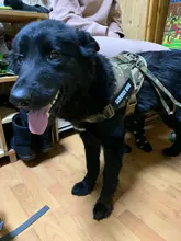 Vest Harness Collar Dog-Leash Pet-Dog German Shepherd Dogs K9 Walking Nylon Adjustable