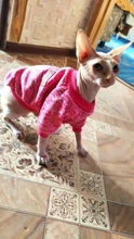 Suéteres de Gato caliente, ropa clásica de moda, ropa para perro y gato para gatos pequeños, traje de Chihuahua, abrigo de disfraz de gato de invierno
