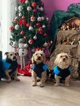 Coat Jacket Puppy-Vest Dogs Waterproof Winter Medium Pet-Dog Zipper Small Large Warm