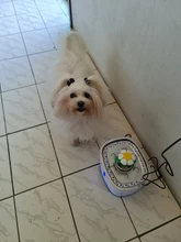 Fuente de agua para gato y perro, alimentador de agua eléctrico automático, contenedor, pantalla LED de nivel de agua para perros y gatos, bebida