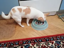 Bowl Pets-Feeder Food-Plate Puppy-Cat-Eating Anti-Choking Plastic New Pet-Dog