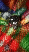 Punk personalidad de los hombres anillo de tigre de los hombres exquisita joyería de titanio anillo de acero (tamaño: 8-11)