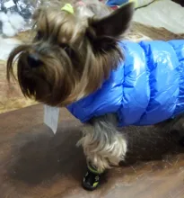 Boots Pet-Shoes Dog Large Waterproof Anti-Skid Small Winter Golden Warm Big 8-Sizes Wear-Resistant