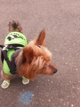 Ropa de perro de verano gran perro chaleco perro ropa camiseta sudadera chaleco para gatos mascota Camiseta de algodón ropa para perros mascotas ropa