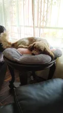 Almohada Kawaii de felpa con forma de pata de gato para niños, cojín de felpa con diseño de Animal para decoración de silla de casa o sofá