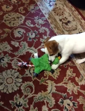 Perro de juguete duradera lindo papá pato haciendo sonido perro de peluche juguetes masticables para cachorros formación juguetes para la dentición para pequeños perros mediano