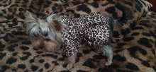 Abrigo con tutú y estampado de leopardo para perros y cachorros ropa de invierno con capucha, chaqueta reversible para perros pequeños