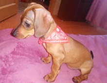 Small Dog Scarf Necklace Pet-Accessories Puppies Trigon Bibs Adjustable for Triangle