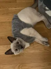 Jacket Outfits Dog Coat Pug-Costume Small Dogs Soft Chihuahua Cartoon Fleece Winter Warm