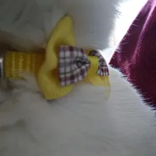 1pc nuevo lazo para mascotas gato pequeño Collar de hebilla ajustable pajarita Collar de cachorro lindo pequeño Collar de perro con campanas