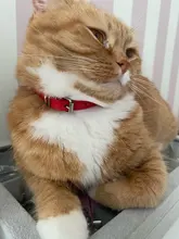 Cat Collar Safety Puppy Collar Chihuahua Solid Dog Collar For Cats Kitten Pet Cat Collars