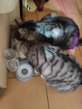 Container-Dispenser Cats-Bowl Automatic-Feeder Double-Bowls HOOPET Dogs New for Pet-Supplies