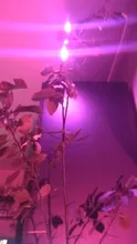 Grow-Light Phyto-Lamp Greenhouse-Vegetable-Seedling-Plant-Lighting USB Full-Spectrum