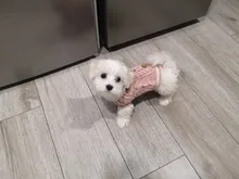 Sweater Puppy-Hoodie Dog-Jumper Winter Knited Small Cat with Cartoon-Design Warm Apparel