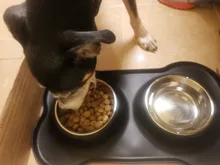 Benepaw-cuenco doble antideslizante para perro, con esterilla de silicona, duradero, de acero inoxidable, sin derrames, recipiente de alimentación para mascotas, Alimentador de agua para beber