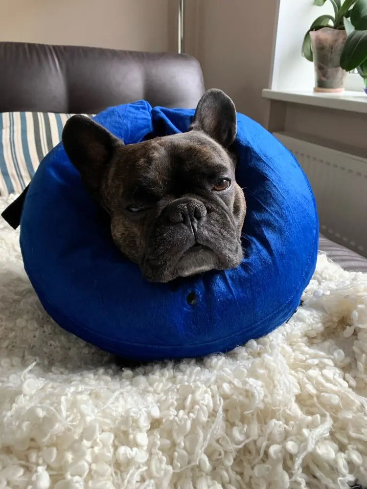 Kong Cloud Collar Inflatable Dog Cone Inflatable Dog Collar