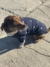 Pet-Dog-Clothes Jacket Coat Puppy Dogs Chihuahua Cotton for Warm Thick And Thin