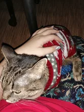 Antumn-ropa de invierno para gatos abrigo de suéter Katten para perros, disfraz de gato para perros pequeños, Chihuahua, Pugs, Bulldog francés