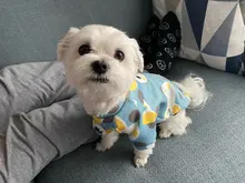 Cute Print Small Dog Hoodie Coat Winter Warm Pet Clothes for Chihuahua Shih Tzu Sweatshirt