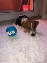 Puppy-Toys Dog-Toy Pet-Supplies Rubber Funny Tooth Soft 1pc Pawstrip Diameter-7cm Colorful-Ball