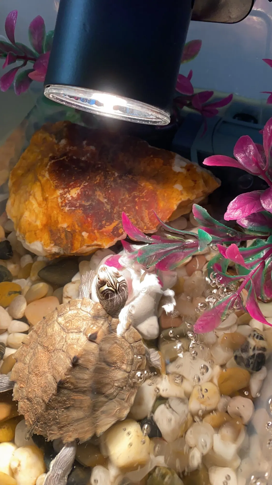 Reptile Lamp Kit With Clipon Ceramic Light Holder Turtle Basking Uv