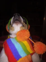 Pet-Puppy-Accessories Socks Hats Cat-Products Dogs-Knitted Small Chihuahua Little Winter