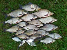 3 unids/lote pesca eléctrica flota noche luz flotadores luminosos Balsa Boya agua fresca Flotador carpa aparejos de pesca sin batería