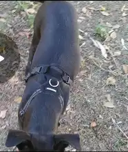 Adjustable Harness Dog-Accessories No-Pull-Vest Truelove Large Padded Pet-Dog Outdoor-Sport