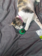 Natural Catnip Toys For Cats Crazy Healthy Cat Toys For Kitten Edible Treating Cleaning